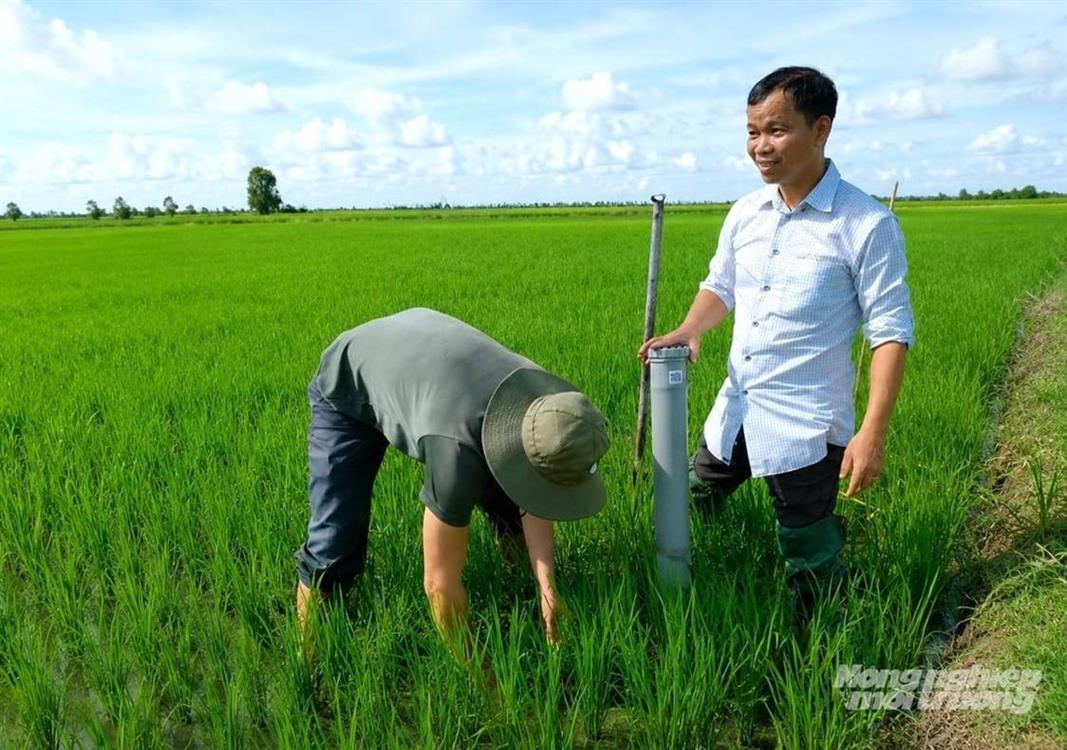 Liên kết sản xuất lúa chất lượng cao, phát thải thấp theo chuỗi giá trị