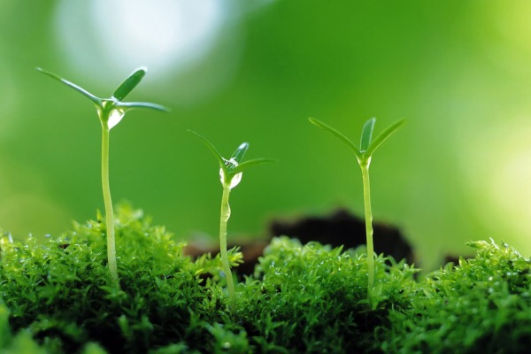 Ngành lâm học – Hướng đi cho tương lai xanh