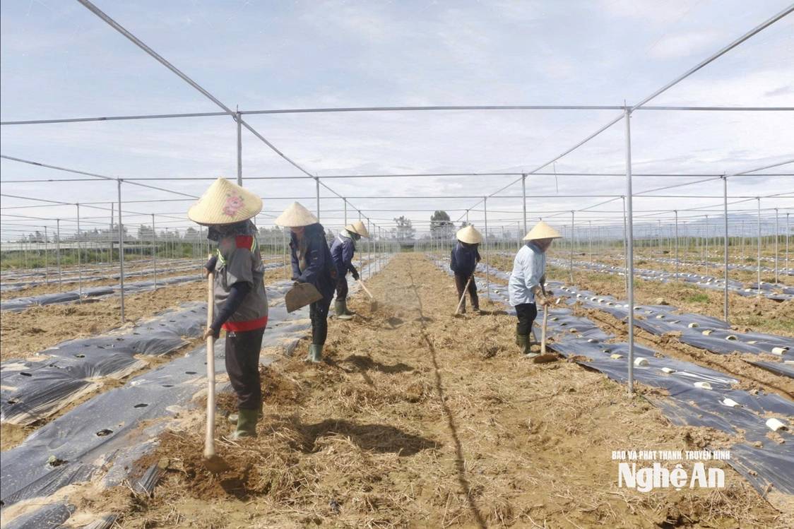 Cải tạo, phục hồi đất nông nghiệp thoái hóa: Yêu cầu bức thiết!