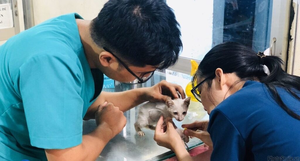 Vì sao ngành Thú y được dự báo là “hot” trong 10 năm tới